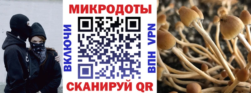 блэк спрут зеркало  Новоалтайск  Галлюциногенные грибы Psilocybe 